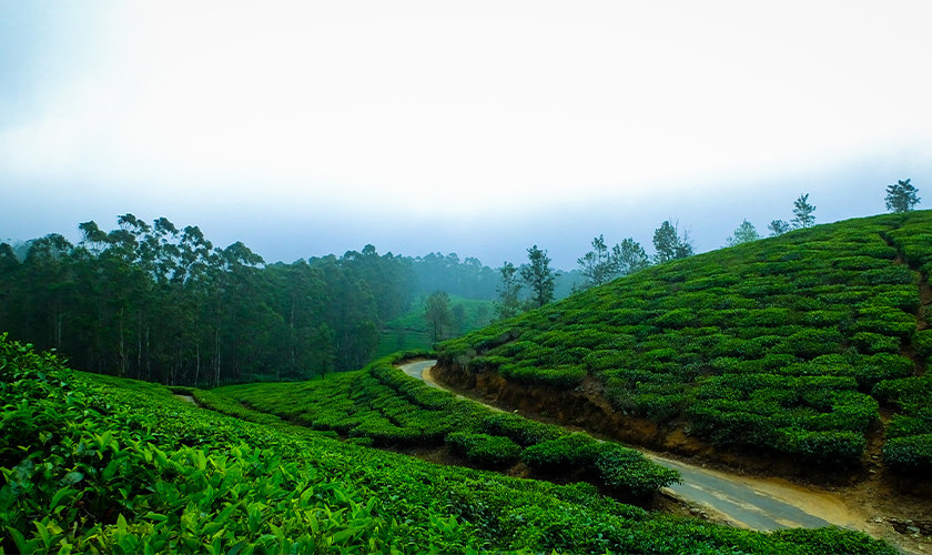 Kerala Bliss Escape