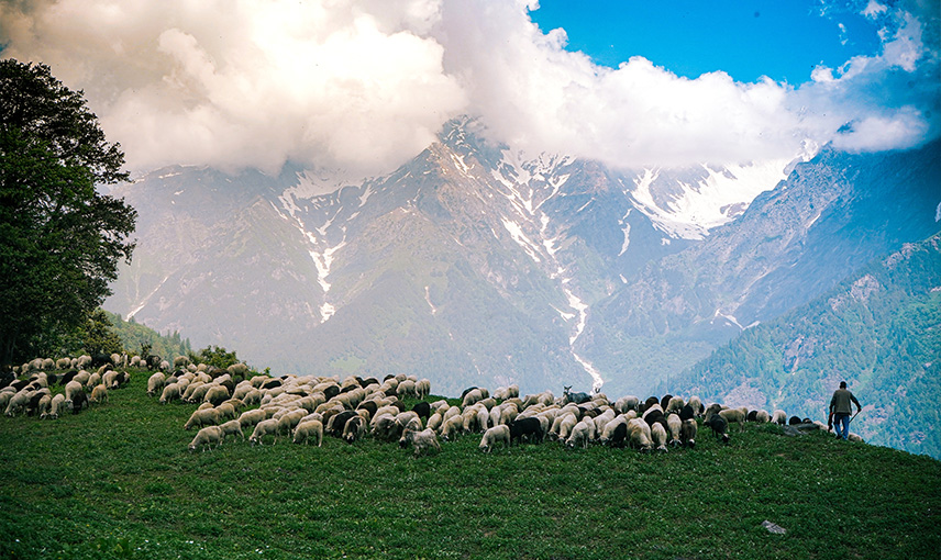 Kyrgyz Mountain Serenity